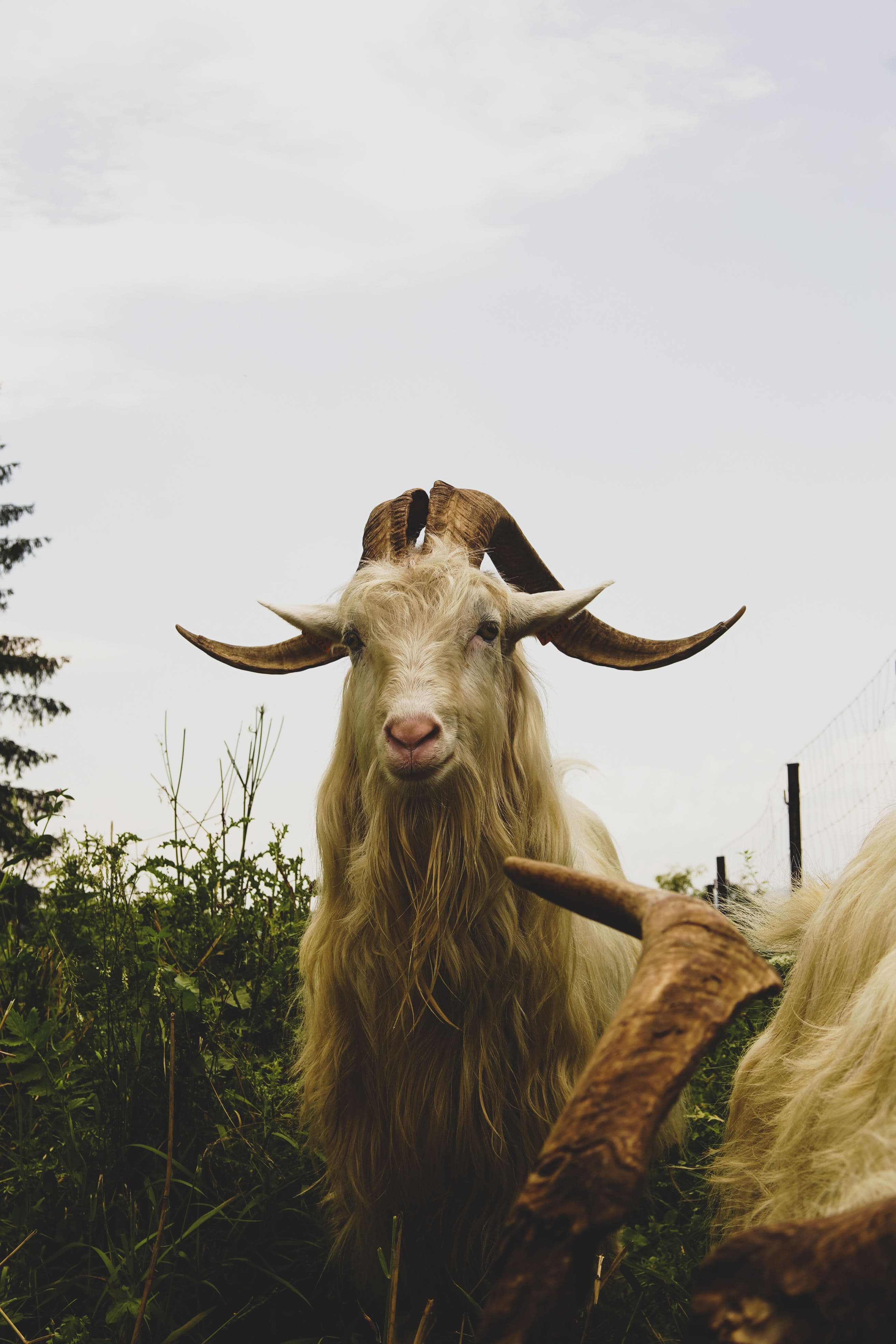 Goat Farming